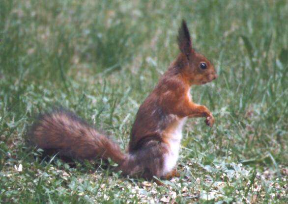 a squirrel