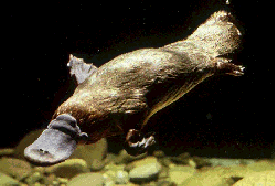 a platypus