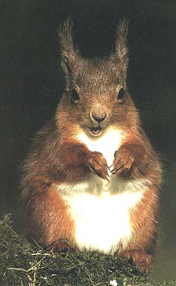 this squirrel is "special"