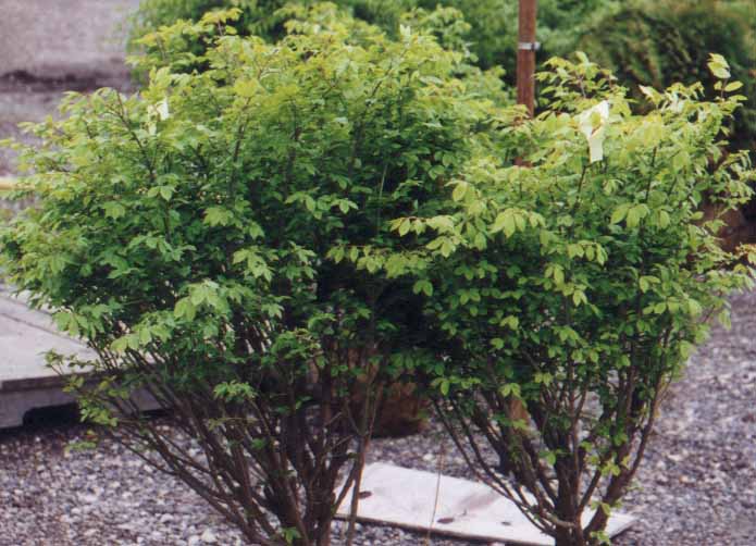 a shrub