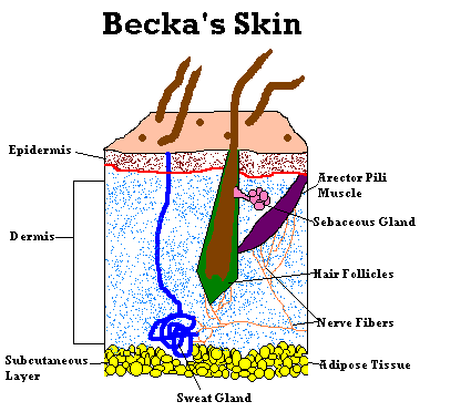This is what SKIN looks like